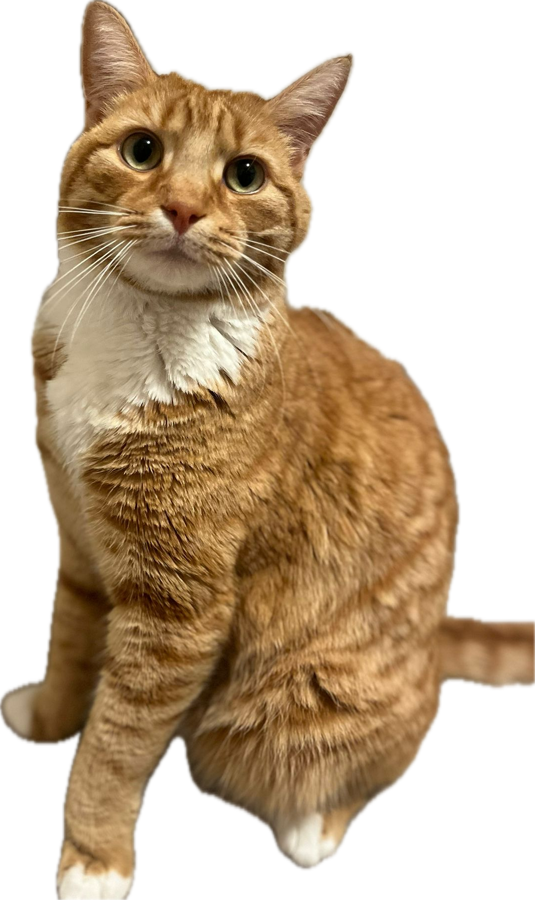 Leo