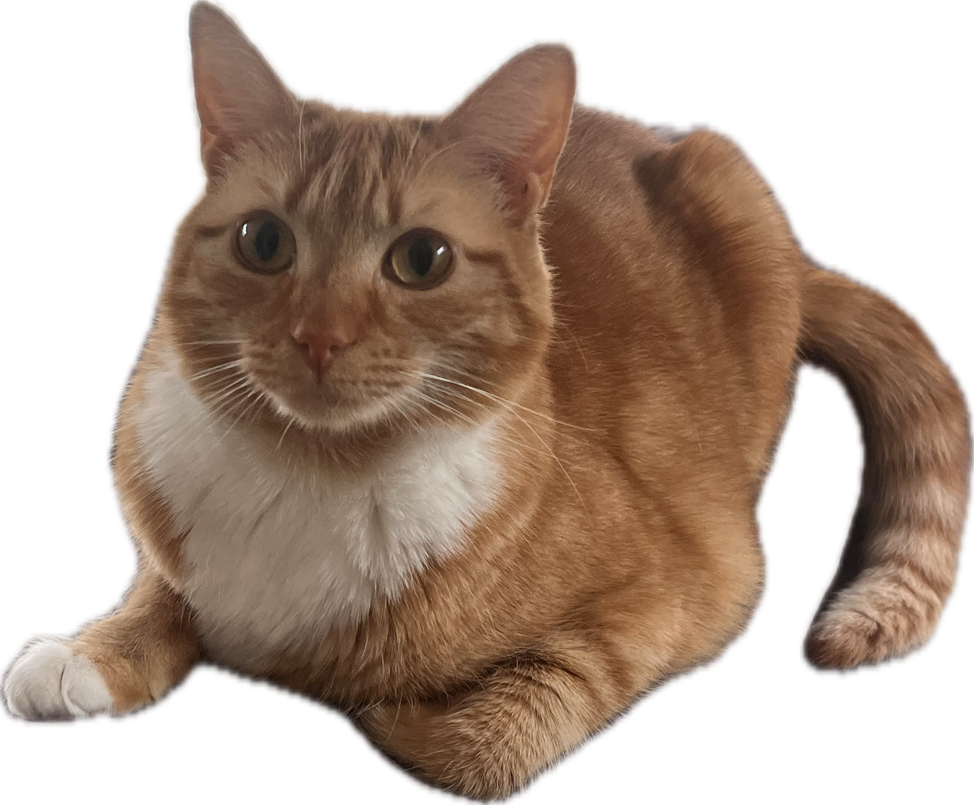 Spice